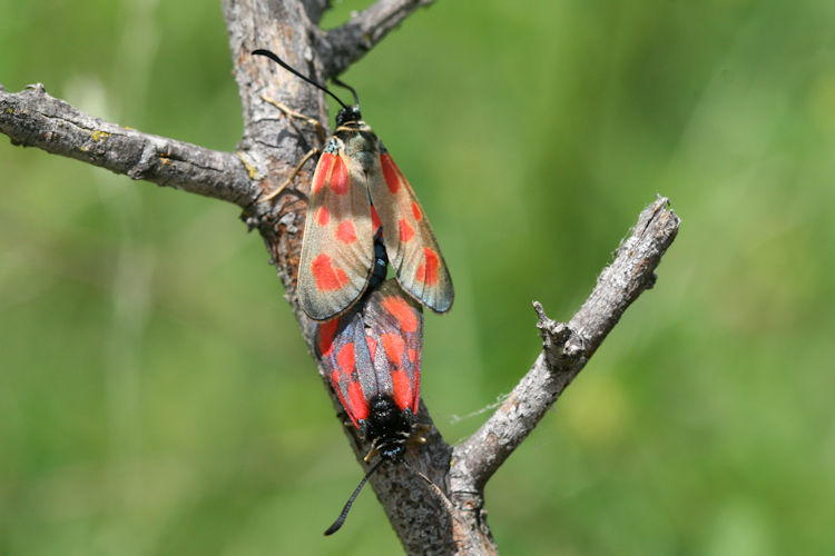 Zygaena loti: Bild 14