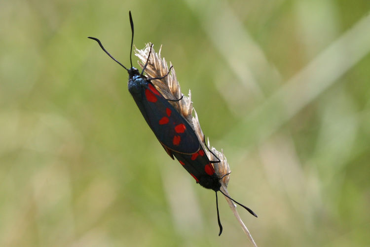 Zygaena filipendulae: Bild 25