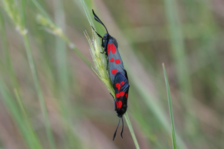 Zygaena filipendulae: Bild 26