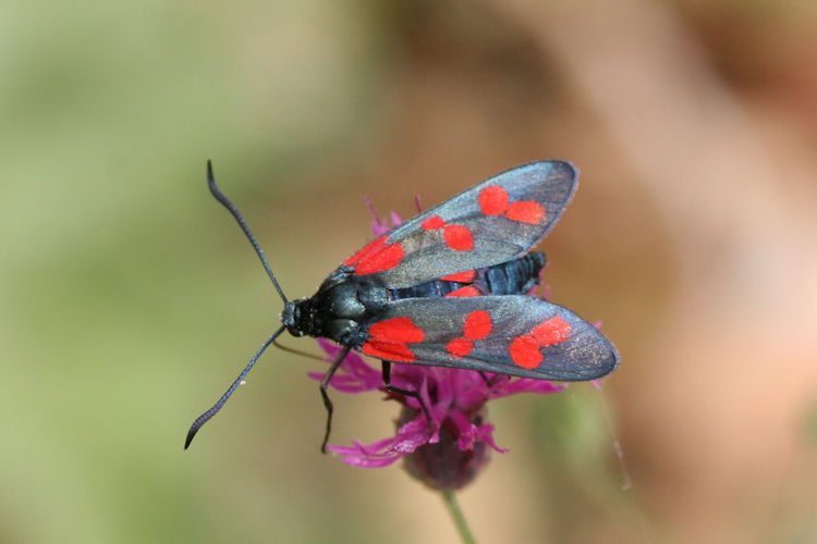 Zygaena filipendulae: Bild 4