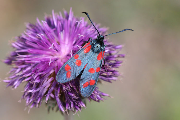 Zygaena filipendulae: Bild 5