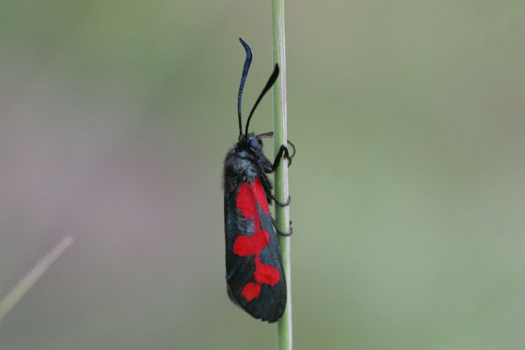 Zygaena filipendulae: Bild 6