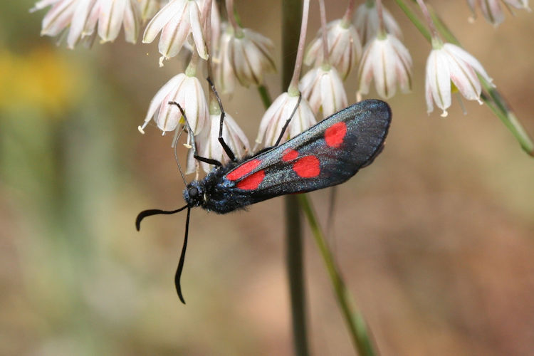 Zygaena lonicerae: Bild 5