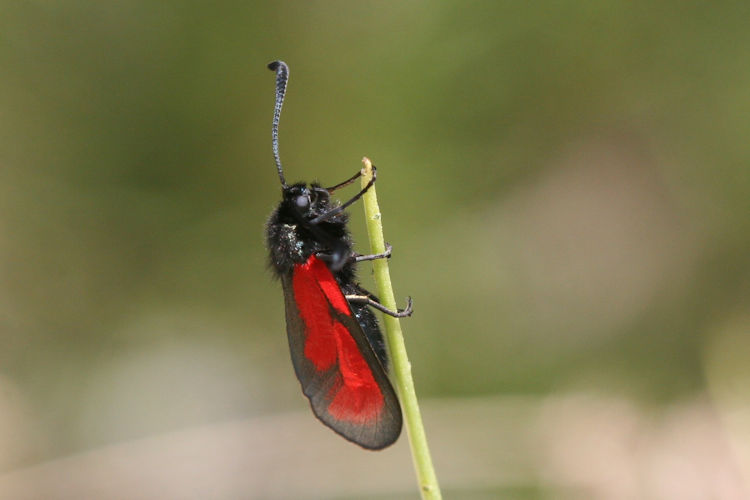 Zygaena purpuralis / minos: Bild 2