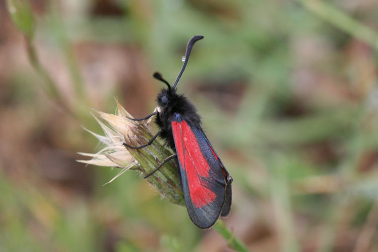 Zygaena purpuralis / minos: Bild 4