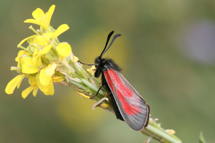 Zygaena purpuralis / minos: Bild 5