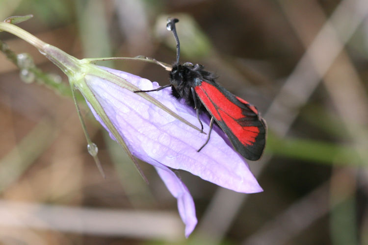 Zygaena purpuralis / minos: Bild 6