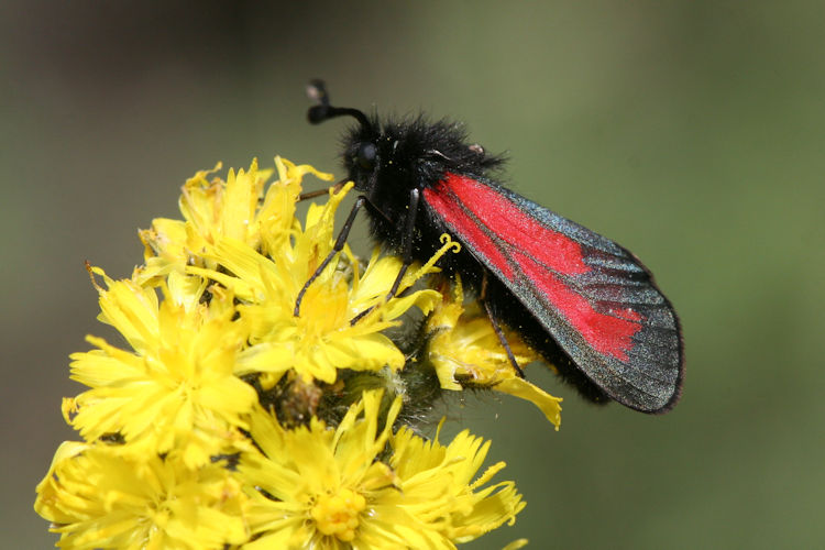 Zygaena purpuralis / minos: Bild 7