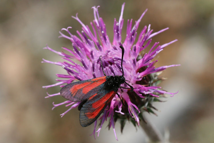 Zygaena purpuralis / minos: Bild 9