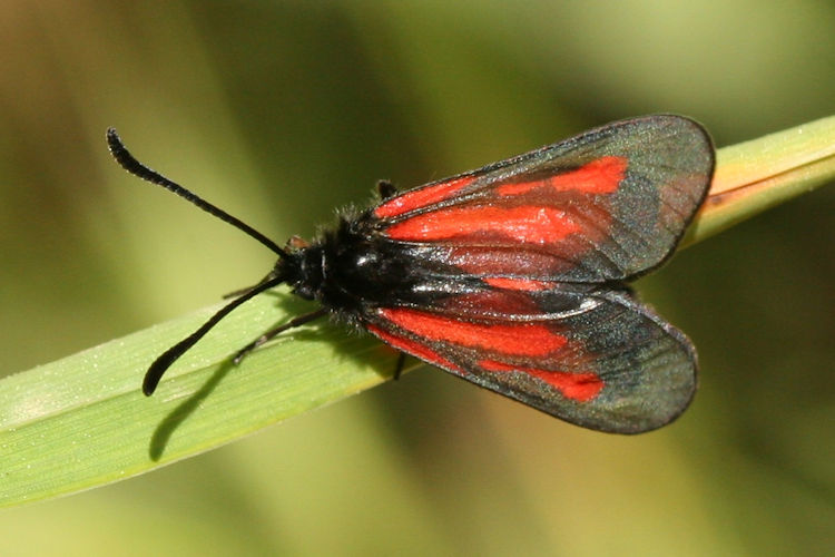 Zygaena nevadensis: Bild 1