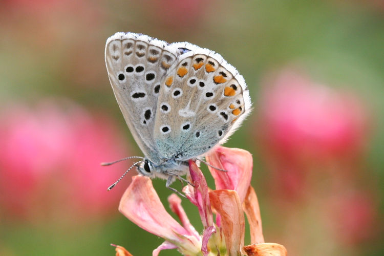 Lysandra bellargus: Bild 26