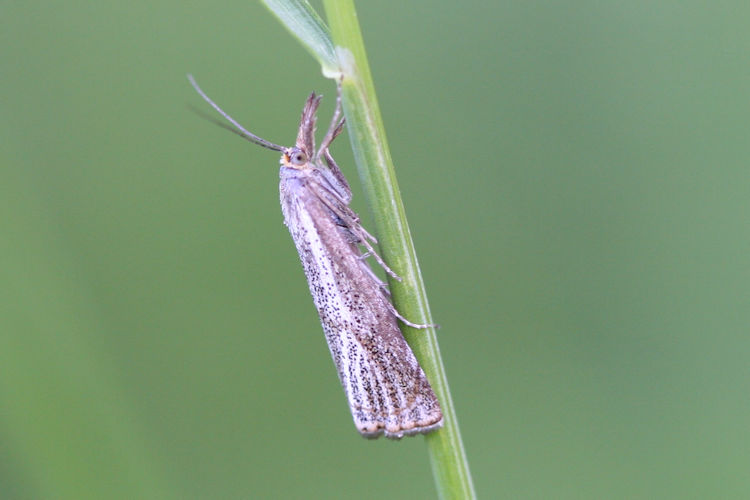 Thisanotia chrysonuchella: Bild 5