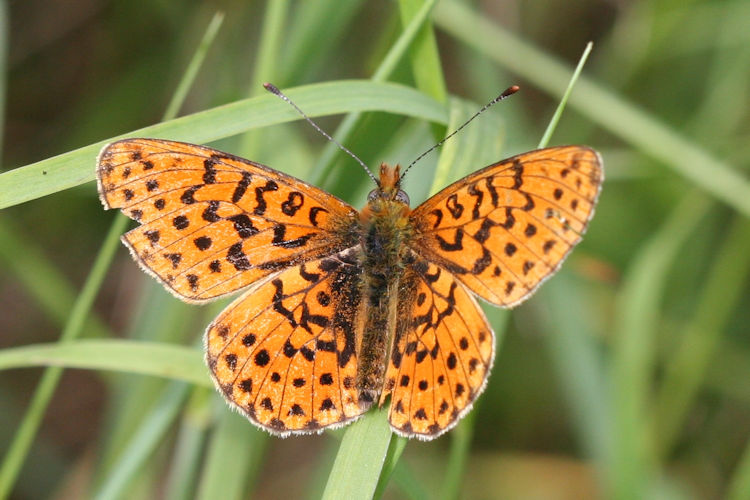 Boloria euphrosyne: Bild 4