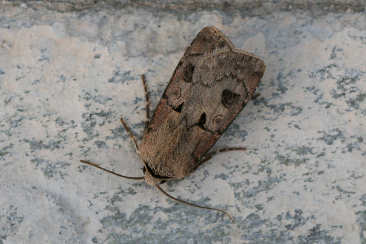 Agrotis exclamationis: Bild 8