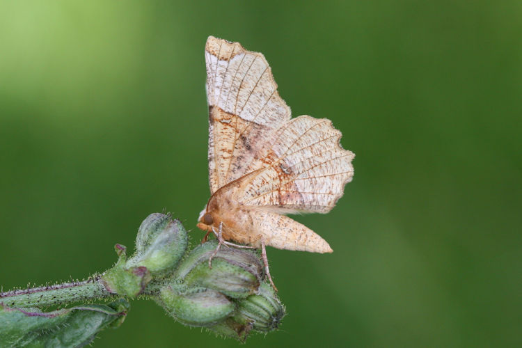 Selenia lunularia: Bild 20