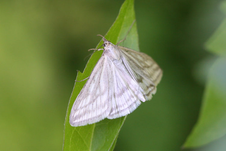 Loxostege virescalis: Bild 3