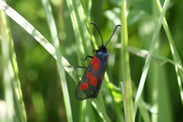 Zygaena viciae: Bild 5