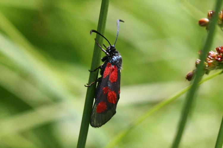 Zygaena viciae: Bild 6