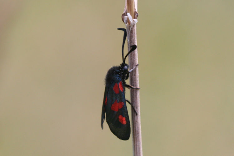 Zygaena viciae: Bild 7