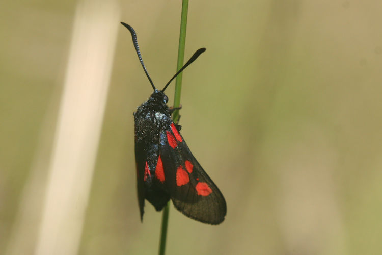 Zygaena trifolii: Bild 3