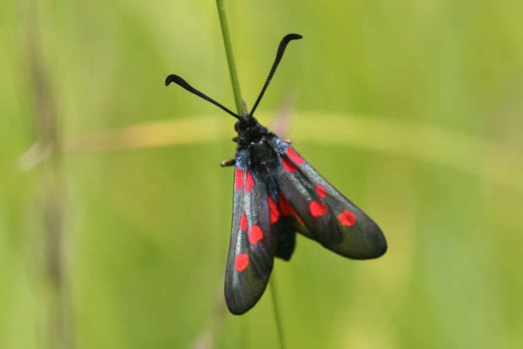 Zygaena trifolii: Bild 4