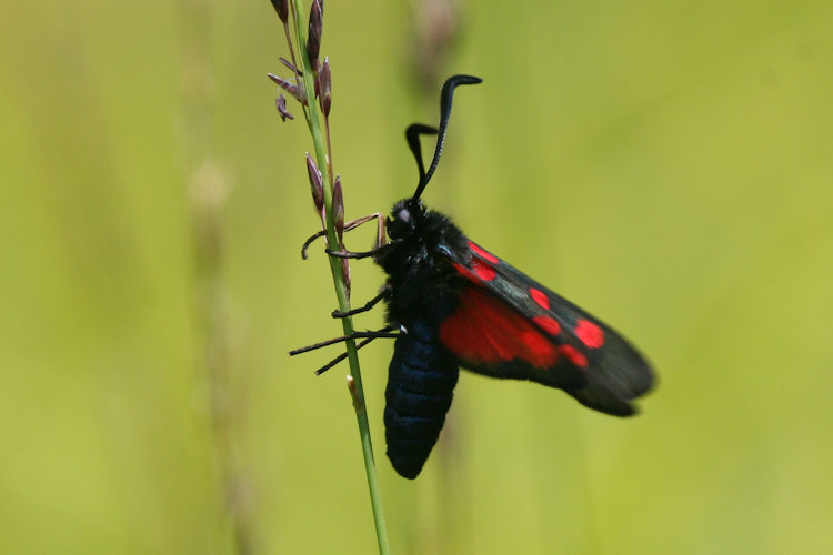 Zygaena trifolii: Bild 5