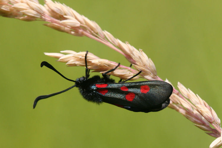 Zygaena trifolii: Bild 6