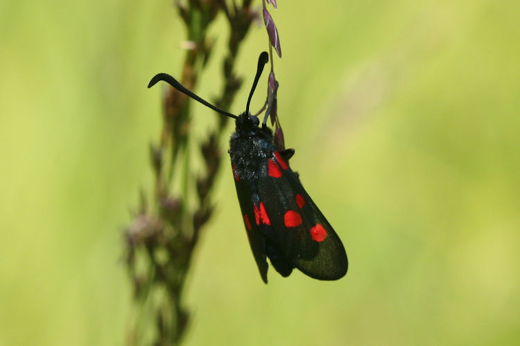 Zygaena trifolii: Bild 7