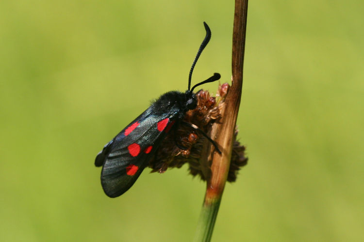 Zygaena trifolii: Bild 8