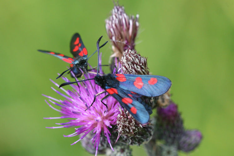 Zygaena trifolii: Bild 9