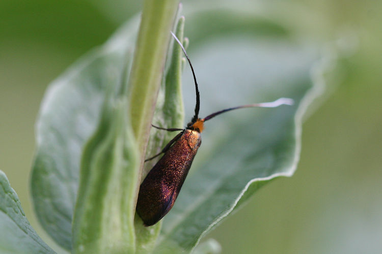 Nemophora cupriacella: Bild 1