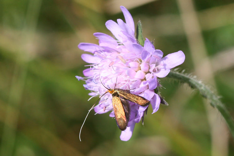 Nemophora metallica: Bild 11