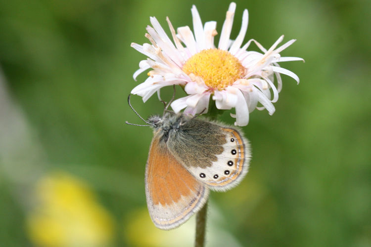 Coenonympha gardetta: Bild 2