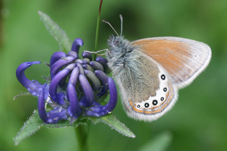 Coenonympha gardetta: Bild 4