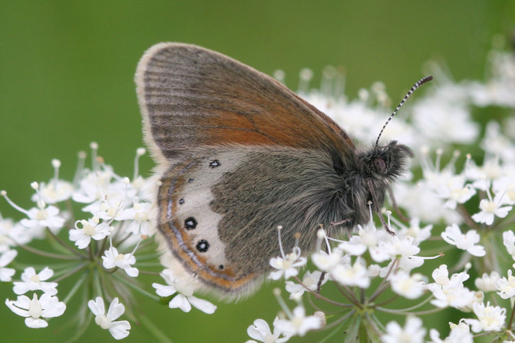 Coenonympha gardetta: Bild 6