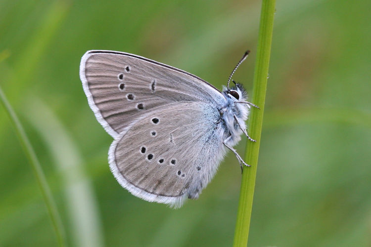 Cyaniris semiargus: Bild 20