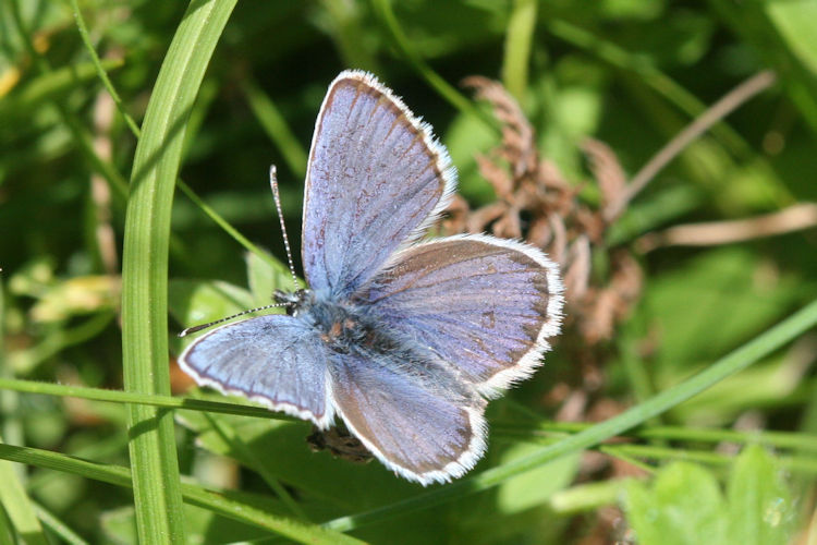 Plebejus idas: Bild 5