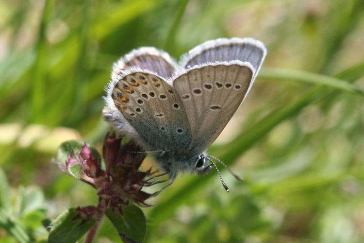 Plebejus idas: Bild 18