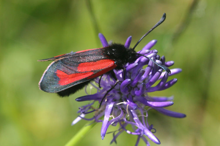 Zygaena purpuralis: Bild 10