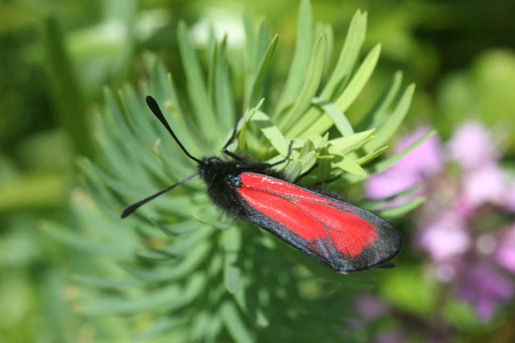 Zygaena purpuralis: Bild 11