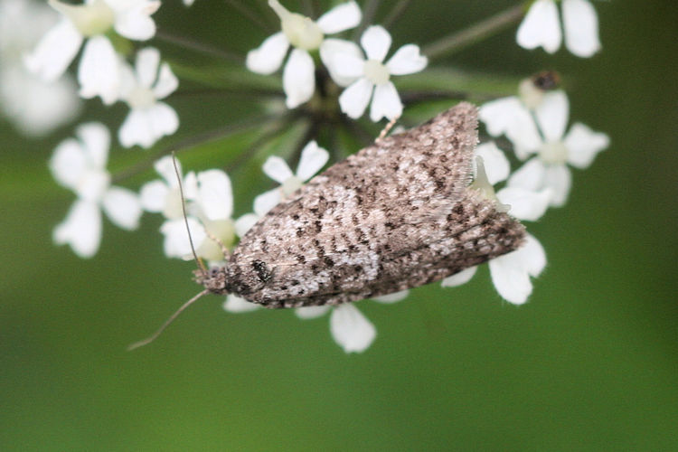 Tortricidae indet.: Bild 3