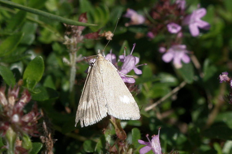 Udea alpinalis: Bild 2