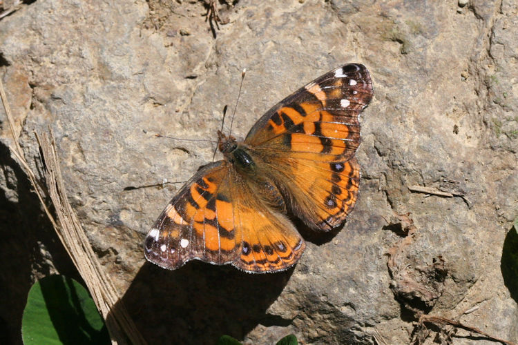 Vanessa virginiensis: Bild 2