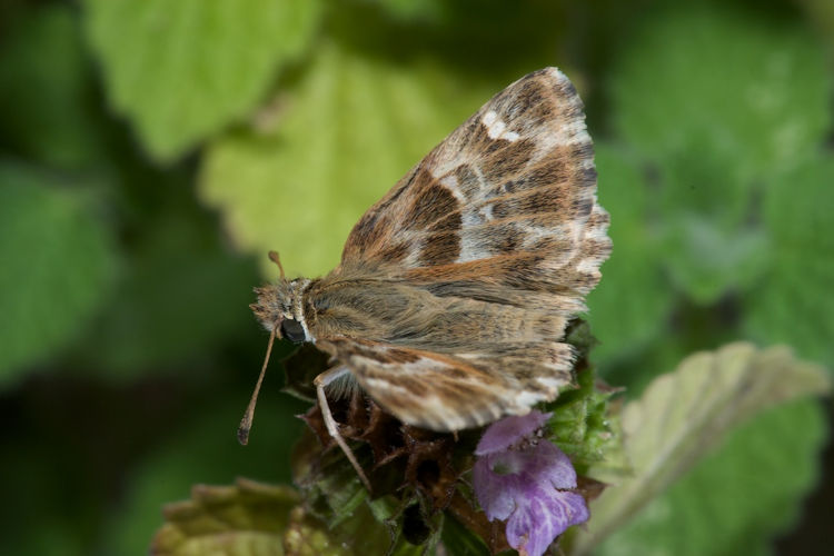 Carcharodus stauderi: Bild 3