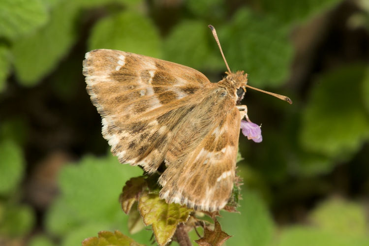 Carcharodus stauderi: Bild 4