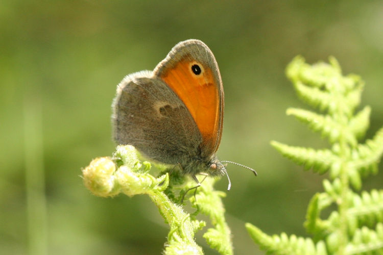 Coenonympha pamphilus: Bild 16