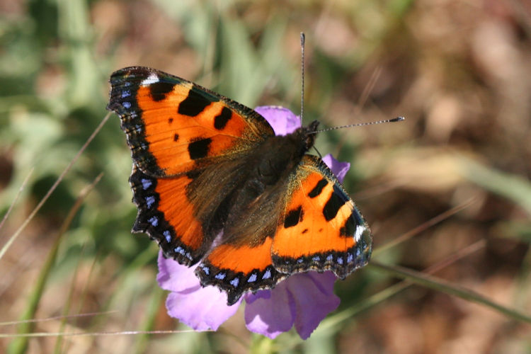 Aglais urticae: Bild 10