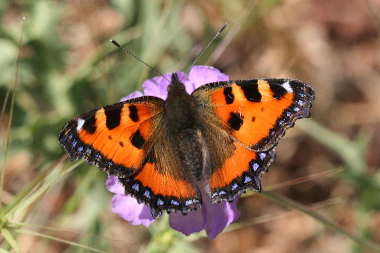 Aglais urticae: Bild 11