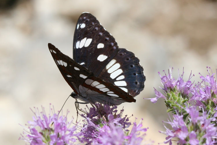 Limenitis reducta herculeana: Bild 7