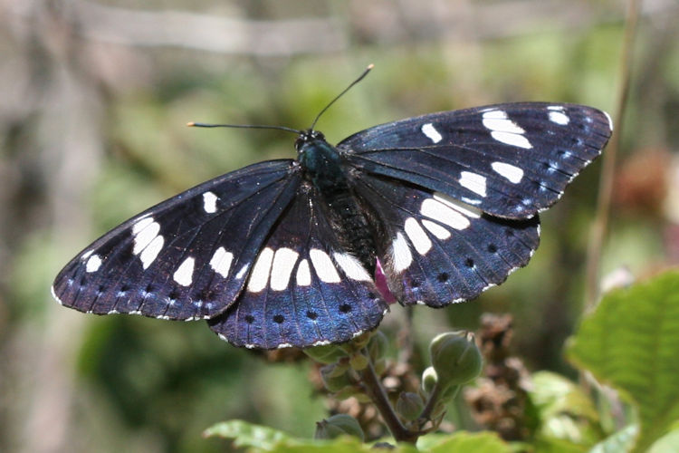 Limenitis reducta herculeana: Bild 8